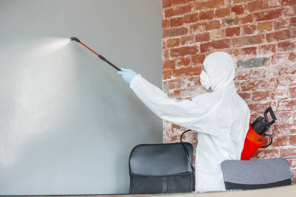 Best Attic Mold Removal  in Sparks, NV