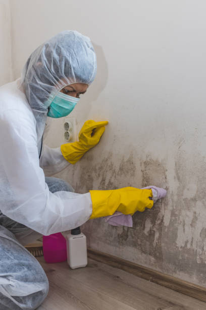 Best Black Mold Removal  in Sparks, NV