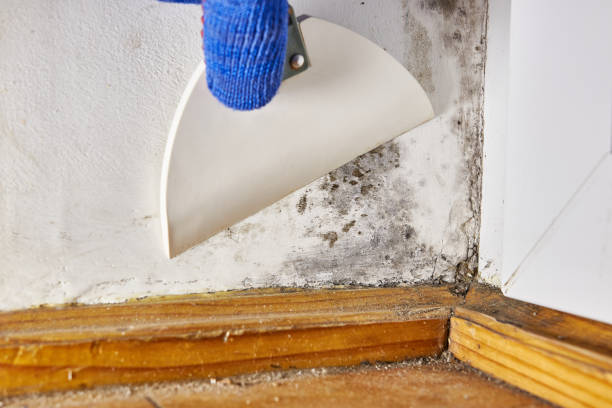 Best Mold Removal for HVAC Installations  in Sparks, NV