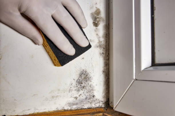 Best Mold Prevention Services  in Sparks, NV